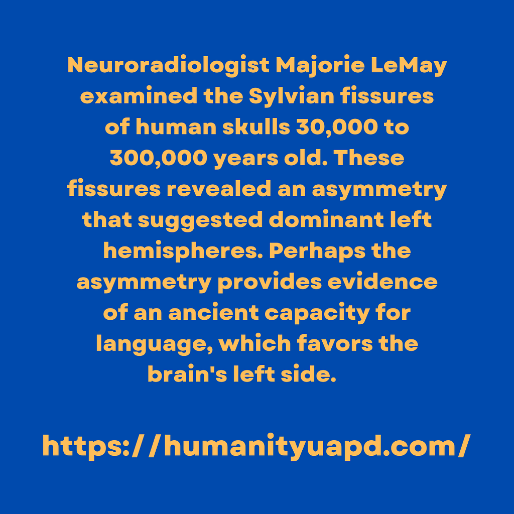 Neuroradiologist Majorie LeMay examined the Sylvian fissures of human skulls 30,000 to 300,000 years old. These fissures revealed an asymmetry that suggested dominant left hemispheres. Perhaps the asymmetry provides evidence of 
an ancient capacity for language, which favors the brain's left side.