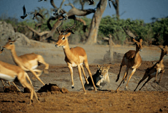 Thanks to evolution's hard wiring for survival, gazelles in Botswana react without thinking when a lioness attacks.