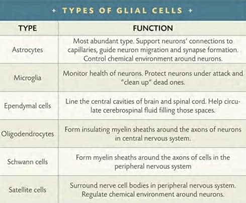 TYPES OF GLIAL CELLS [ THE AMAZING BRAIN ]
