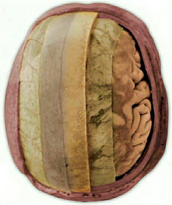 Layers of coverings combine to cushion, protect, and support the brain.