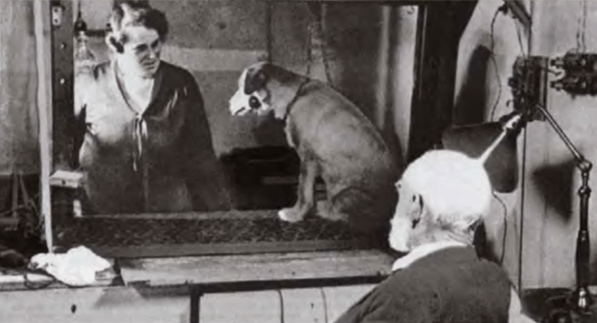 Ivan Pavlov observes one of the dogs he subjected to conditioned behavior experiments.