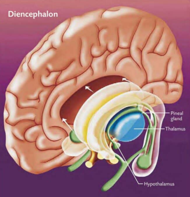 Elements of the diencephalon link the left and right hemispheres.