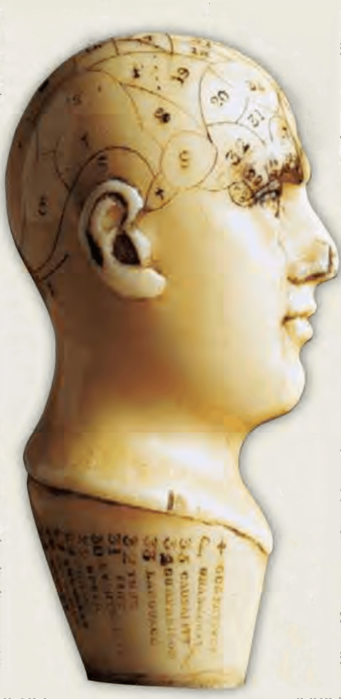An ivory phrenological head maps skull lumps for pseudo-scientific analysis 