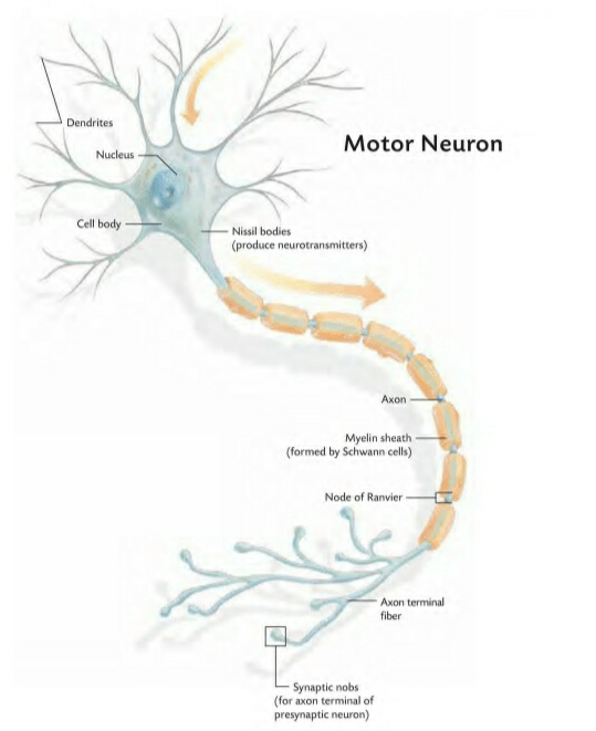 THE FUNDAMENTAL 
units of the brain, too small 
to see in Willis's time, are 
two types of nerve cells. One type, 
the neuroglia (or glial-"glue"-
cells), has the rather pedestrian task 
of supporting the nervous system. 
Neuroglia play a role in guiding 
neurons toward making connec-
tions, promoting neuron health, 
insulating neuronal processes, and 
otherwise influencing neuronal 
functioning and, thus, information 
processing in the brain. Glial cells 
continue to divide over the course 
of a lifetime and fill in spaces in 
the brain. Glial cells come ill SiX 
varieties, with some playing a key 
role in physical health by attacking 
invading microbes.