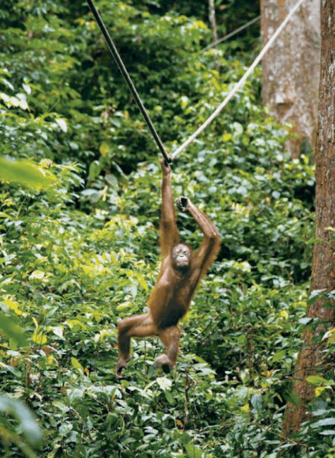 Swinging through forest has been linked in theory to brain hemisphere specialization.
