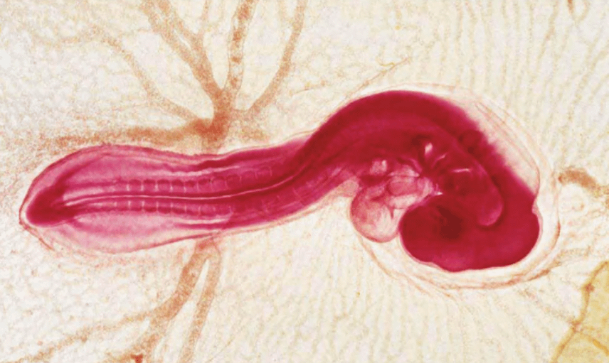 A developing spinal cord is already visible in a three-day-old chicken embryo developing inside its eggshell.