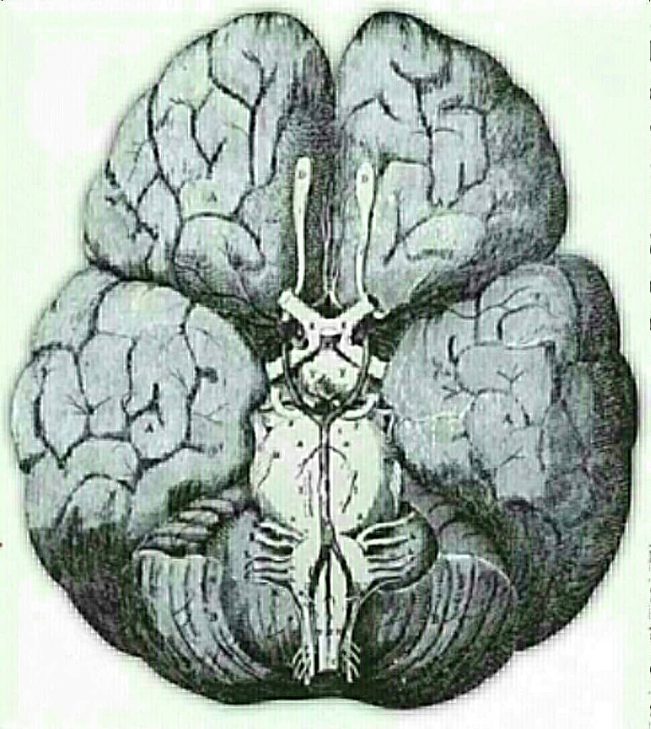 Christopher Wren's 1664 drawing traces the brain's blood supply.